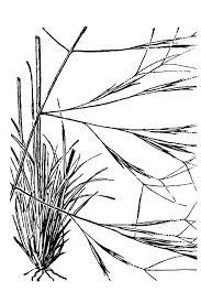 Image result for Aristida recta