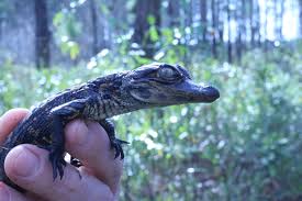 Researchers have deployed 24 external gps transmitters to male alligators in south carolina. 35 Year South Carolina Alligator Study Uncovers Mysteries About Growth And Reproduction