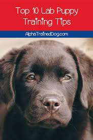 A lot of puppy parents ask us about puppy growth and weight. 10 Lab Puppy Training Tips Alpha Trained Dog