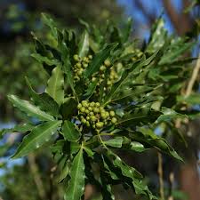 Image result for Vepris