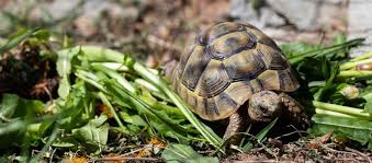 Schildkröten können sehr alt es ist sehr schwer, diesen natürlichen prozess zu beeinflussen. Griechische Landschildkrote Haltung Futter Fressnapf