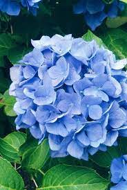 Let Your Dreams Bloom Like A Beautiful Flowers In 2021 Types Of Hydrangeas Blue Hydrangea Flowers Beautiful Flowers