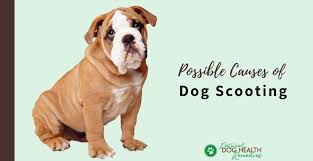 Why Do Dogs Scoot On Their Rear End Dogs Dogs Health Remedies Maltese Dogs