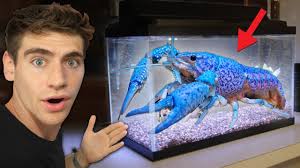 The process and principles will be the same. Giant Blue Lobster For My Aquarium Ultimate Crayfish Tank Youtube