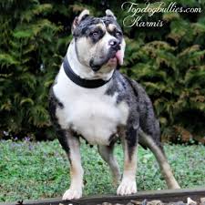 Huge discounts available, akc registration with shots up to date, fast & safe shipping. Xxl Biggest Best Extreme Pitbulls American Bully Breeder Kennel Tri Puppies For Sale Massive American Bully