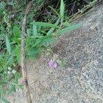 Image result for Polygala sphenoptera