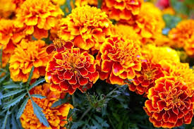 The marigold is also called the herb of the sun, representing passion and even creativity. The Lesser Known Medicinal Values Of Marigold