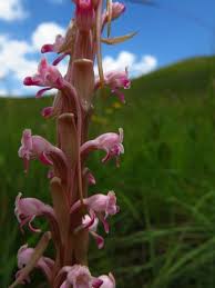 Image result for Satyrium longicauda