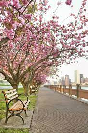 Best Places To See Cherry Blossoms In Nyc Spring In New York Light Spring Color Palette Places To See