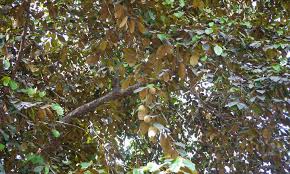 When it's ripe, the produce will be dull in color, slightly soft, and a little wrinkled. Growing Star Apple A Fruit You Ve Never Heard Of Epic Gardening
