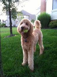 Pin By Andrea Brewer Henson On Brewer S Goldendoodles Sheepadoodles Goldendoodle Grooming Labradoodle Goldendoodle Labradoodle Haircut