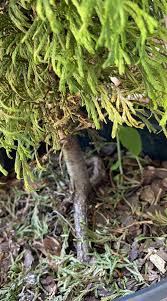 Image result for kabatina thujae