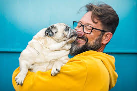 Ucla urologist mark litwin, md, mph, chair of the ucla department of urology, and a testicular cancer survivor, as he describes the basics of testicular canc. Testicular Cancer In Dogs Causes Treatment And Prevention