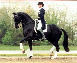 Dressage Google Search Dressage Horses Equestrian Dressage Horses