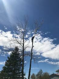See individual business pages for full, detailed reviews. Warren Tree Specialists Home Facebook