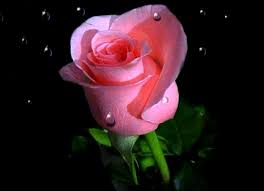 We loaded the images of hd love rose flowers which have pixel resolution of 1920×1080. Full Hd Pink Rose Wallpaper