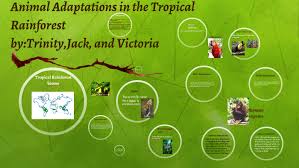 Tropical rainforests and animals inhabiting these forests have been falling victim to the ravenous beast of human development since ages. Animal Adaptations In The Tropical Rainforest By Trinity Vo