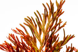 Image result for Selaginella afrorum