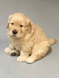 Pin By Hunter Insurance Agency Inc On Crosby The Insurance Mascot Golden Retriever Mascot Animals