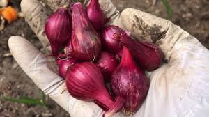 We did not find results for: Growing Pearl Onions Vs Onion Sets Good Bugs Sowing Mesta Gongura Cauliflower Beans Zucchini Youtube
