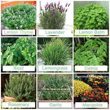 I M A Mosquito Magnet Bite Prevention And Remedies Plants Herbs Gartnern Garten Garten Ideen