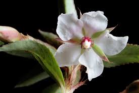 Image result for Sauvagesia