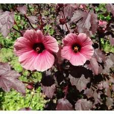 Commonly known as rosella and jamaican sorrel, florida cranberry, and scientifically as hibiscus sabdariffa, the flower, fruit, and leaves are all. Cranberry Hibiscus Acetosella 50 X Seeds Edible Ornamental Rosella No Wa Or Tas Ebay