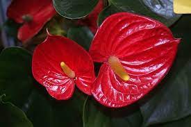 Anthurium Red Anthurium Anthurium Artificial Flowers Anthurium Plant