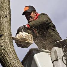 Immediately after viewing product or service depth webpages, search right here to locate an easy way to navigate again to internet pages you. City Tree Management Inc Modesto Ca 95351 209 918 5950 Showmelocal Com