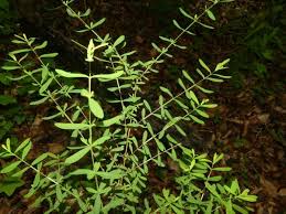 Image result for Triaspis hypericoides