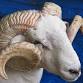 The Royal Welsh Show event image