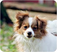 Maybe you would like to learn more about one of these? Pomeranian King Charles Mix Novocom Top