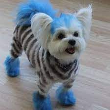Dog Hair Dye Is It Safe And What Kind Of Dye Should I Use Dog Grooming Dog Hair Dye Creative Grooming
