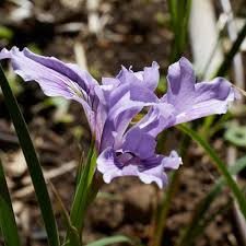 Image result for Obetia tenax