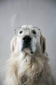 Jul 01, 2021 · returns & shipping policy. Golden Retriever Wearing Glasses By Pietro Karras