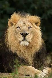 Asian Lion Panthera Leo Persica Terry Whittaker Photography Majestic Animals Big Cats Animals Beautiful