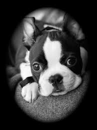 Black And White Boston Terrier Pictures Black And White Photos Of Django Unchained From Weier Valley Germany Photos Boston Terrier Dog Boston Terrier Terrier