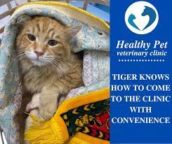 Healthy pet veterinary clinic amman, амман. Healthy Pet Veterinary Clinic Amman Home Facebook
