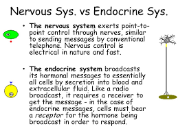 Endocrine System Ppt Video Online Download