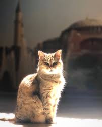 Ayasofya Kedisi Gli On Instagram Bu Hafta Yeni Yepyeni Guzel Haberlerle Olsun Mu Mutlu Haftalar In 2020 Mans Best Friend Cats Instagram