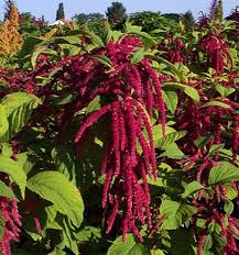Image result for Amaranthus thunbergii