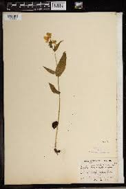 Image result for Disperis concinna