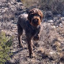We proudly raise and show wirehaired pointing griffons. Rockbridge Kennels Home Facebook