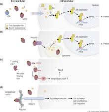 We use a number of abbreviations in our medical reference articles. A Reappraisal Of Testosterone S Binding In Circulation Physiological And Clinical Implications Abstract Europe Pmc