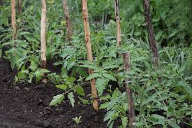 But the right spacing depends on the variety of tomatoes you are planting, and on where you're planting, whether in the ground, in a raised bed or in containers. How Far Apart To Plant Tomatoes For Better Growth