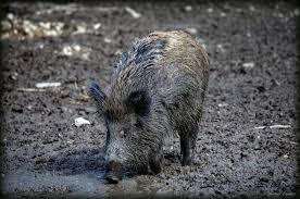Die wildschweine hatten den garten verwüstet, die rasennarbe aufgebrochen und unser garten in den folgenden wochen sind erneut wildschweine in die gärten eingedrungen und haben auch das. Wildschweine Vertreiben Ungebetene Gaste Verscheuchen Gartenpflege Garten