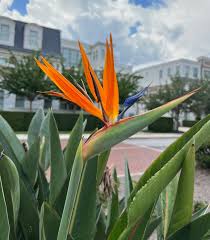 Image result for Strelitzia caudata