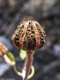 Image result for Eriolaena rulkensii