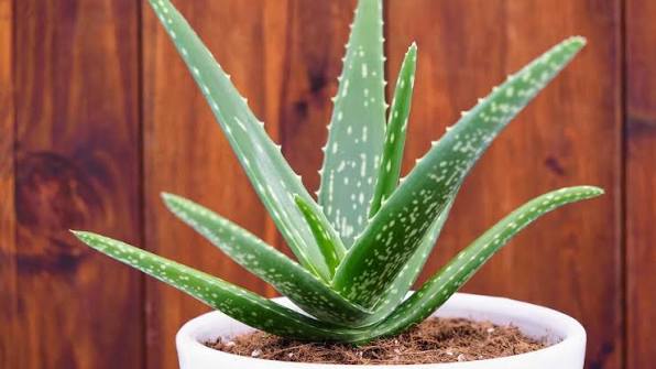 Aloe Vera Plant Care Guide: Tips for Thriving Succulents | The Old Farmer's  Almanac