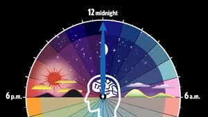 Circadian Clocks Determine Best Times To Sleep Eat And
